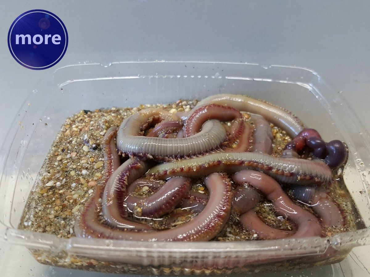 KAKO ČUVATI UVOZNE CRVE