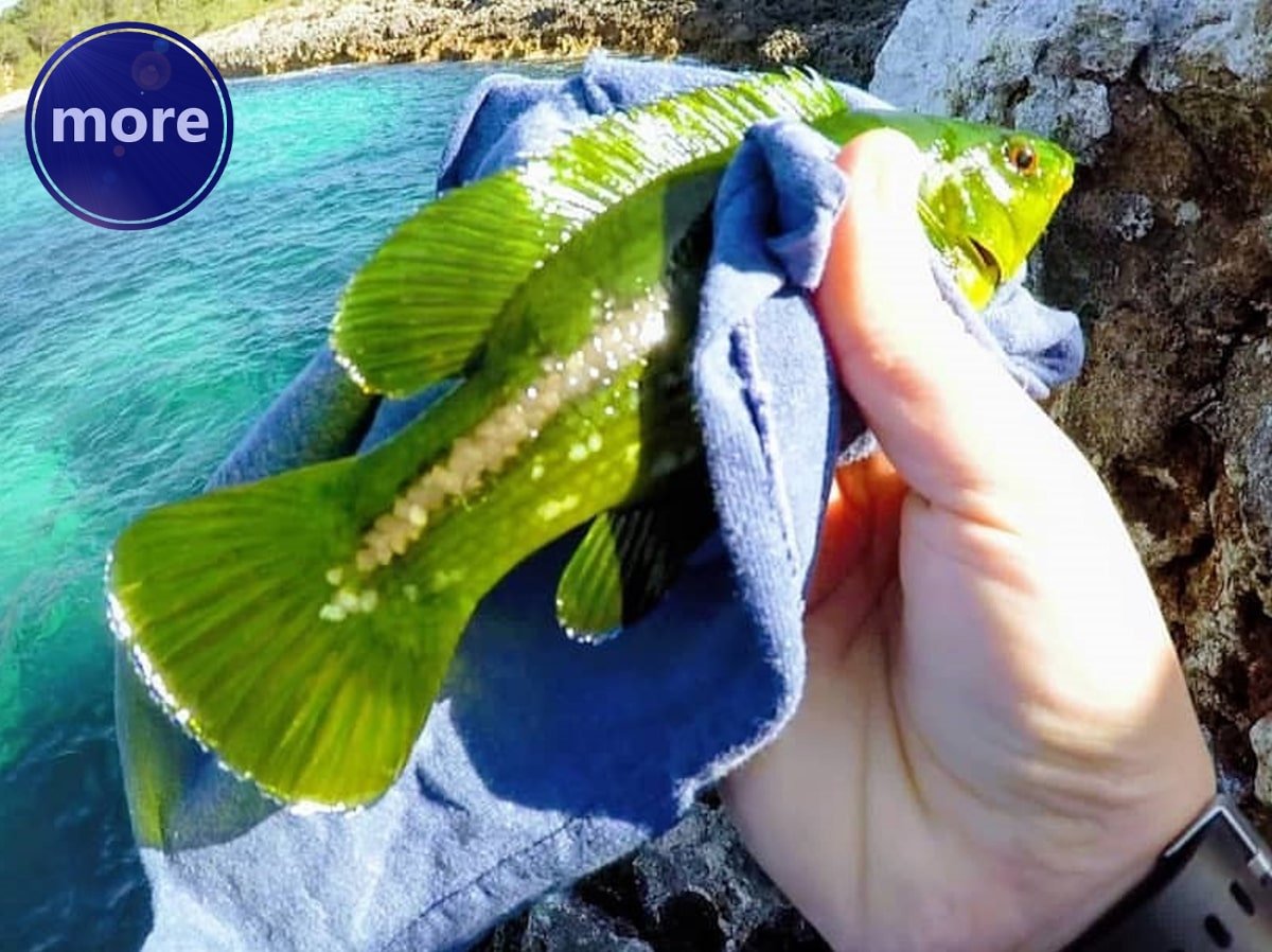 NE PREŽIVE SVE ULOVLJENE PA PUŠTENE RIBE, KAKO IM POVEĆATI ŠANSE ZA PREŽIVLJAVANJE