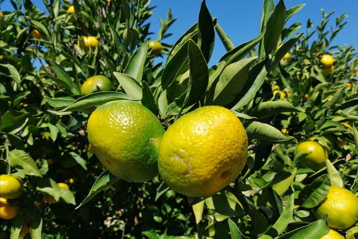 Preporuke za sprječavanje širenja koronavirusa u sezoni berbe mandarina
