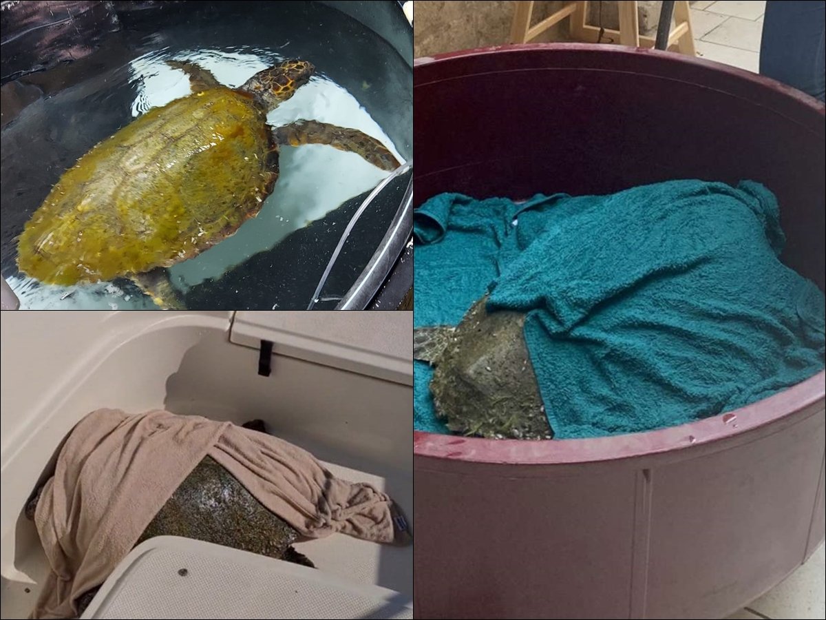 Spašena glavata želva, dobila je ime Dante Putnik