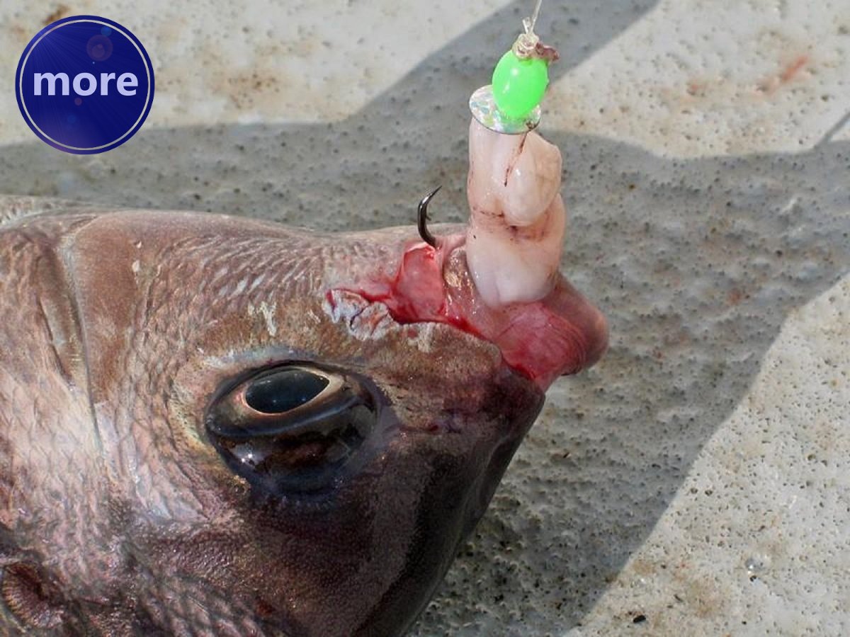 ŠLJOKICE, SITNI I UČINKOVITI PROVOKATORI