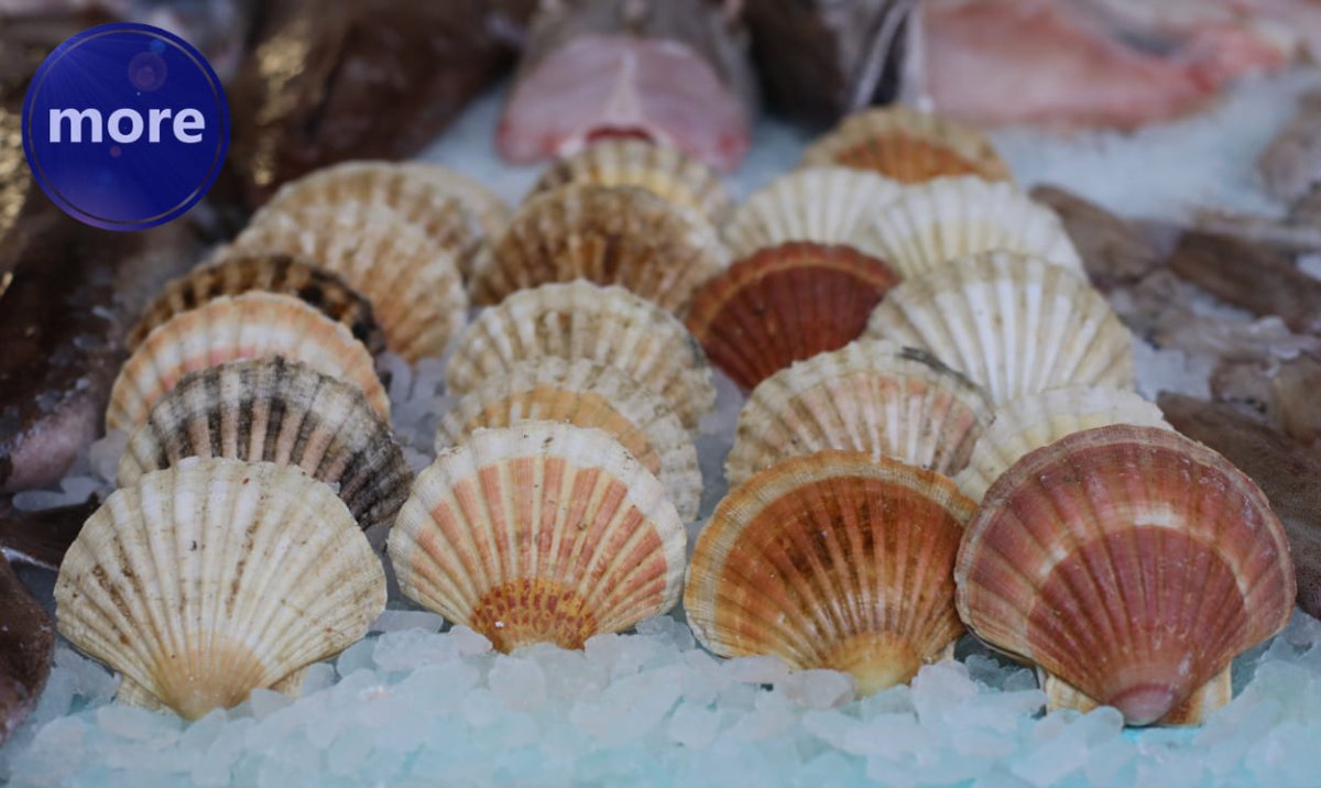 JESTE LI ZNALI? I POJEDINE ŠKOLJKE IMAJU OČI