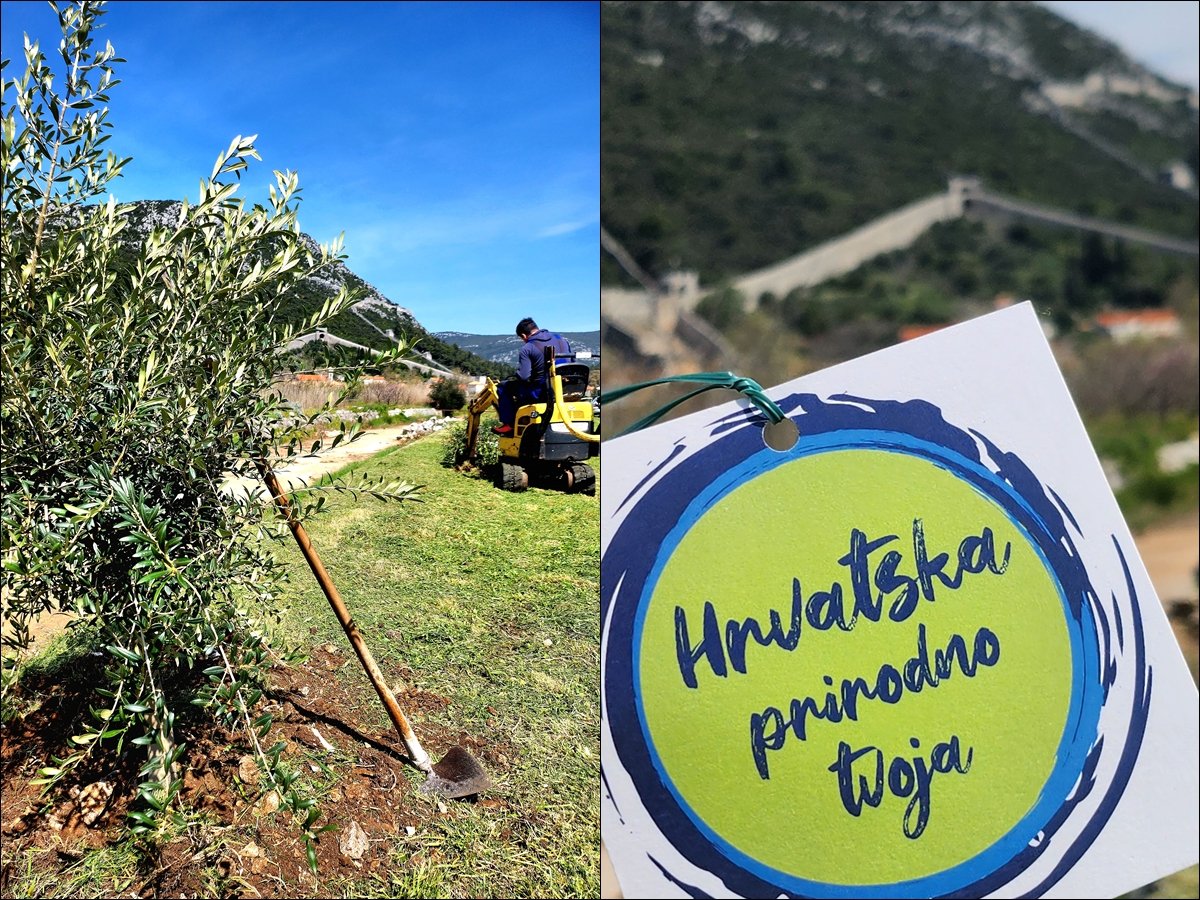Stonska TZ se priključila akciji sadnje stabala