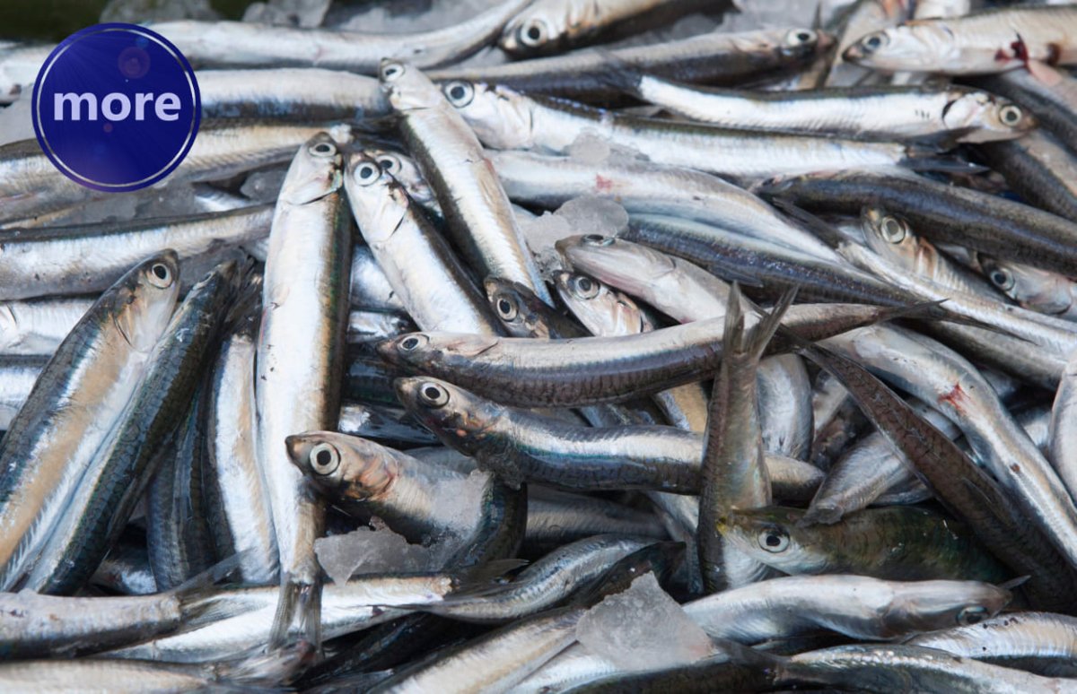 NEMA RIBE KOJA MOŽE ODOLJETI PASTI OD INĆUNA