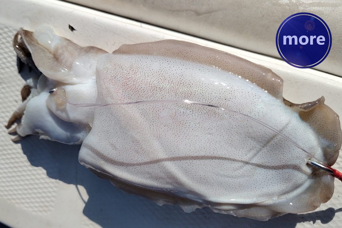 KAKO NAJBOLJE ČUVATI SIPU ZA JEŠKU