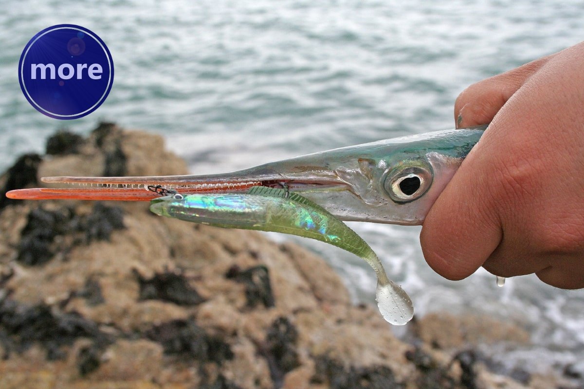 VELJAČA JE IZVRSNA ZA RIBOLOV NA IGLICE, JEDNA JE OD RIJETKIH RIBA KOJA SE SAD MASOVNO PRIBLIŽAVA OBALI