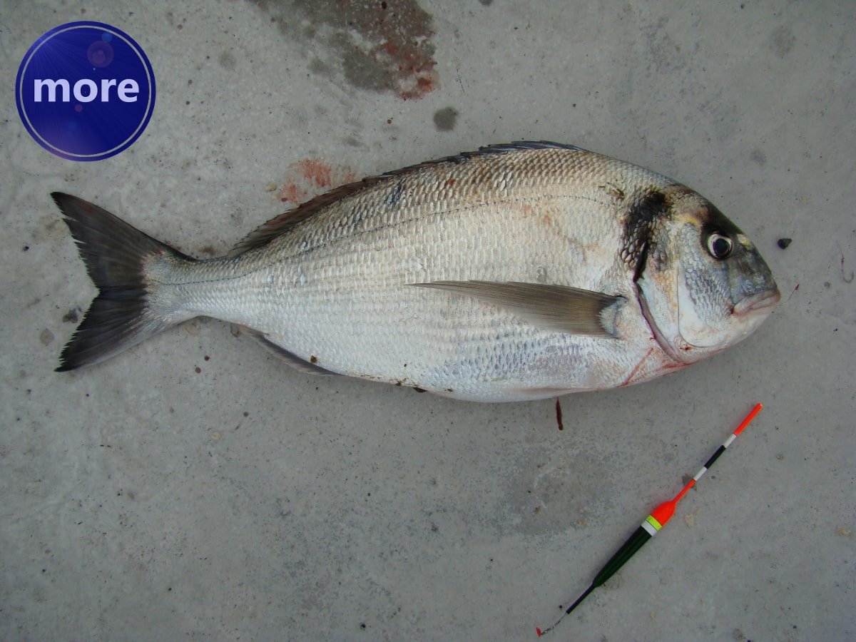 NA OVRATE U SIJEČNJU NAJBOLJE PLOVKOM I BOLOGNEZE ŠTAPOM