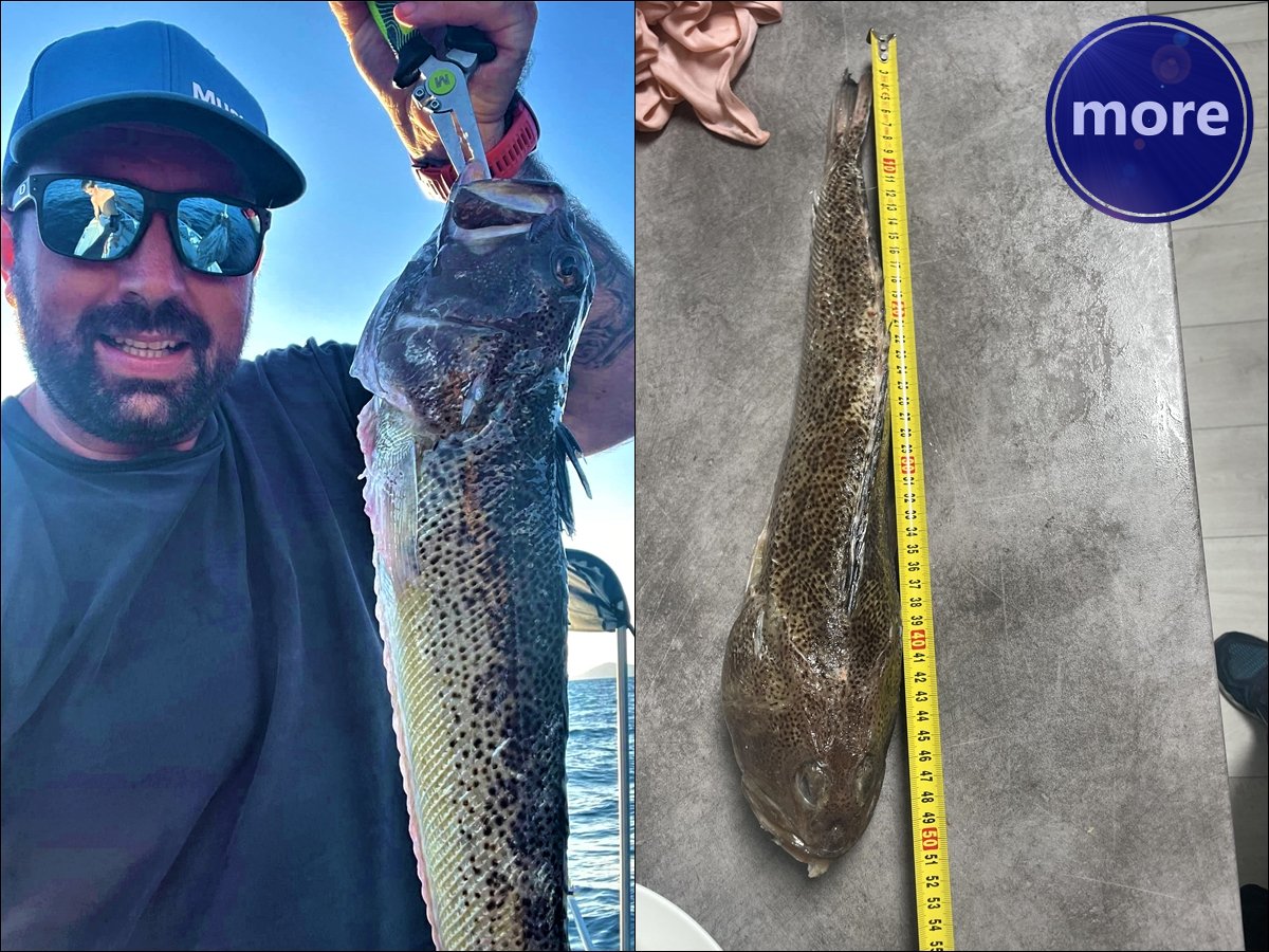 Ivan Radovac uhvatio primjerak pauka bijelca dosad nezabilježne veličine, a zanimljiva je i tehnika ribolova