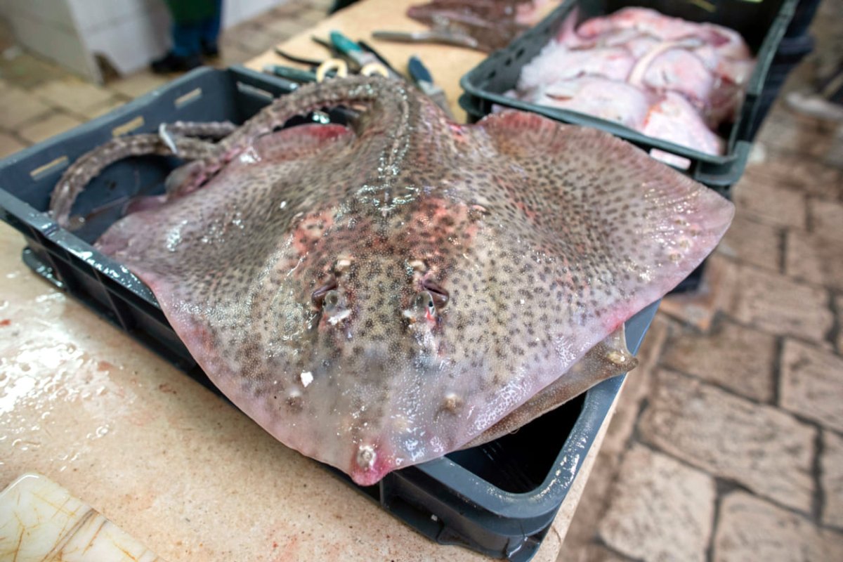 OD NJE SE PRAVE I CIPELE, JESTE LI ZNALI DA JE RIBLJA KOŽA JEDNAKO DOBRA U INDUSTRIJI KAO I NPR. JANJEĆA