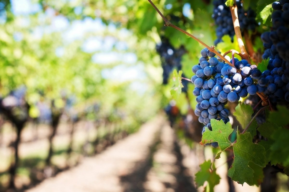 Pronađen kradljivac grožđa; pobrao 400 kg da napravi vino