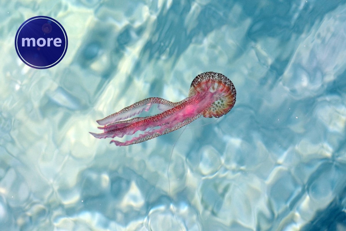 MEDUZE, BUDUĆE VLADARICE MORA? (I. dio)