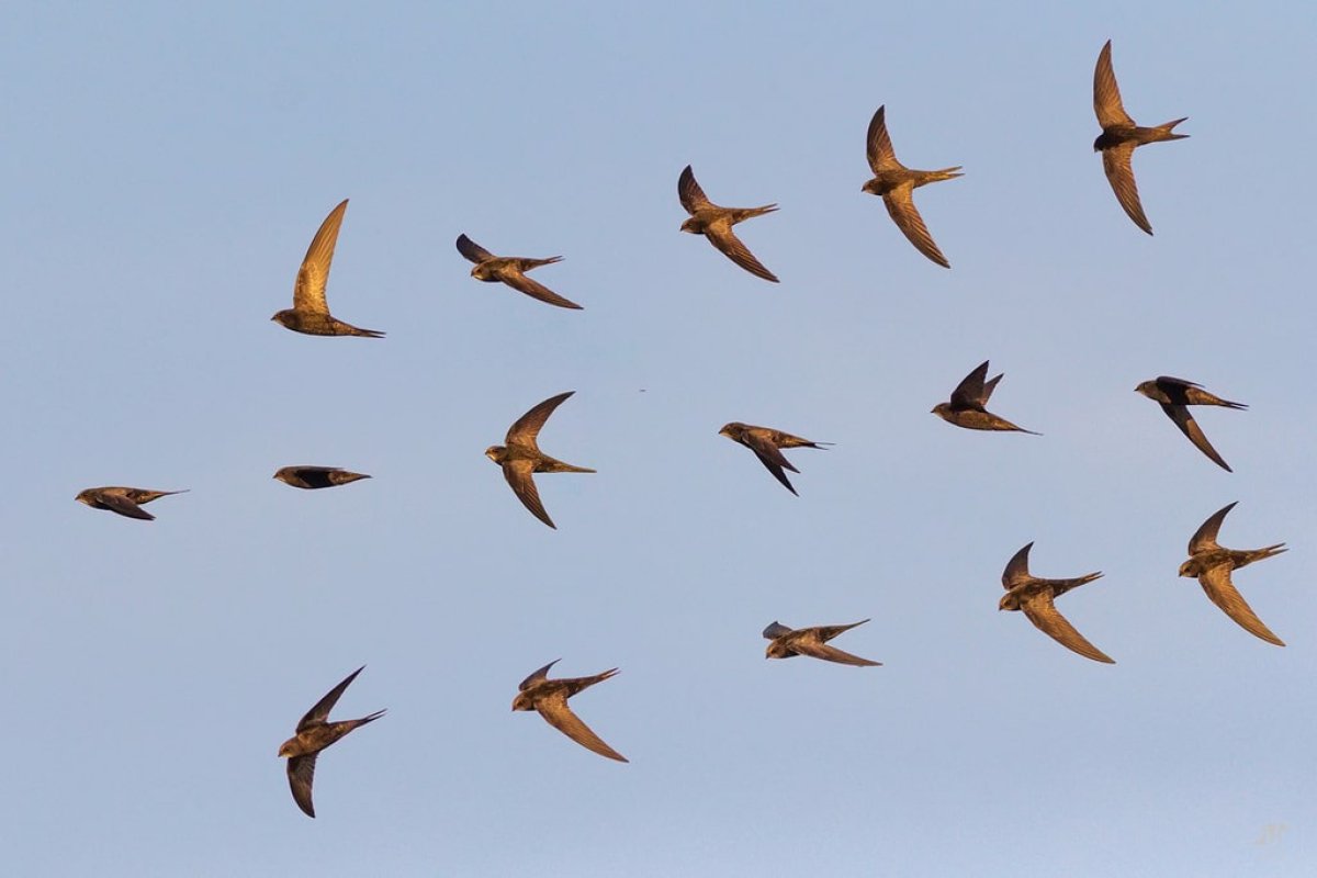 ČIOPE SVE TEŽE PRONALAZE MJESTA ZA GNIJEZDA, GRADIMO U SKLADU S PRIRODOM
