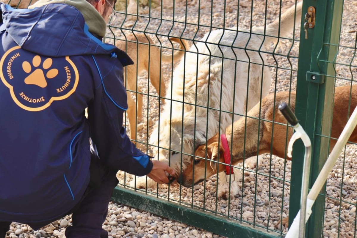 U 2025. U AZIL DUBROVNIK STIGLO JE 137 PASA, 126 JE UDOMLJENO