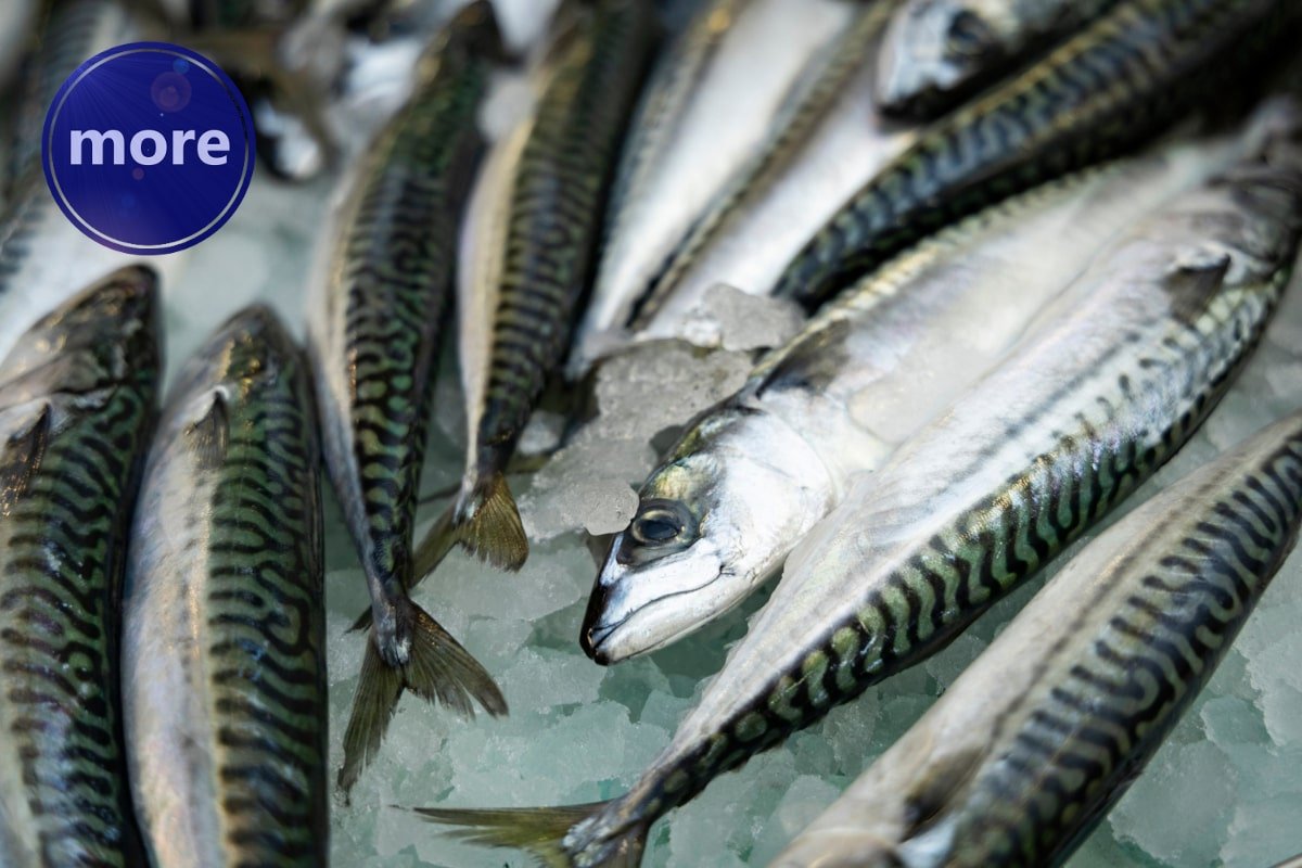 OKOMITO SVI ZNAJU, ALI GRMJELICAMA SE MOŽE LOVITI I HORIZONTALNIM ODBAČAJEM