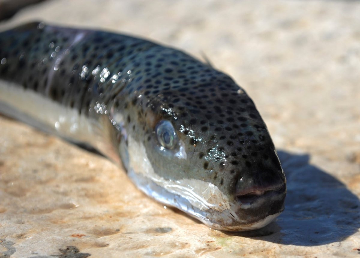 STRANE I INVAZIVNE VRSTE U JADRANU; KAKO SE NOSITI S TIM PROBLEMOM