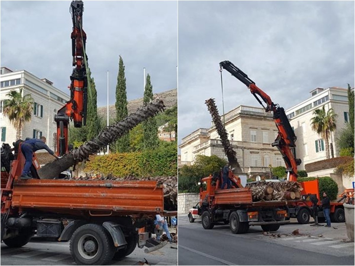 Dubrovnik ostao bez još dvije palme