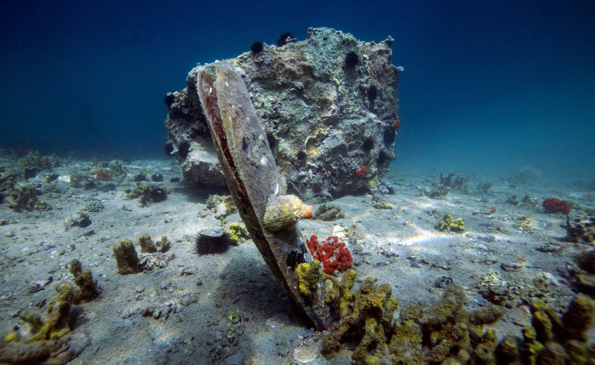 MINISTARSTVO POZIVA: DOJAVITE NALAZ ŽIVE PLEMENITE PERISKE, A EVO KAKO MOŽETE PROVJERITI JE LI ŽIVA