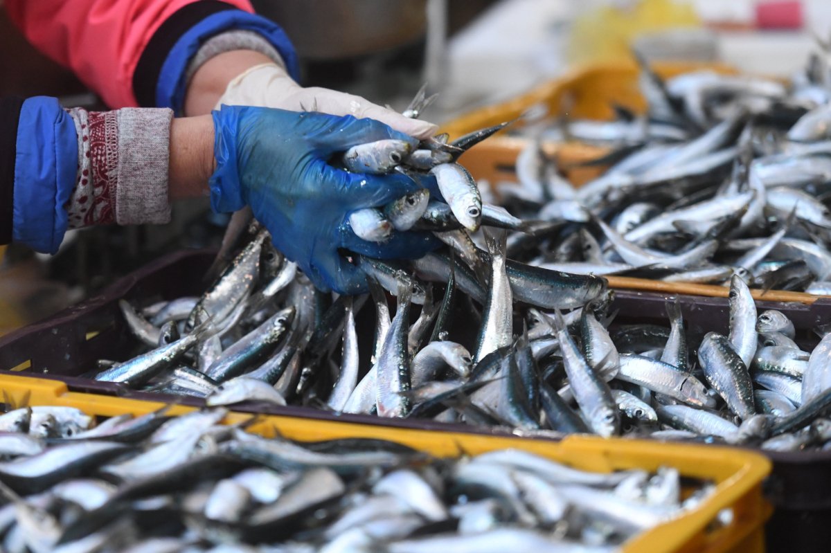 DEBOTO ŠTO STE JE JELI, JELI STE JE DO DALJNJEG, SVE JE MANJE SRĐELA U NAŠEM MORU