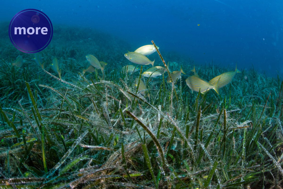 KAKO PRIPREMITI PRIBOR DA ŠTO MANJE ZAPINJE ZA MORSKE TRAVE