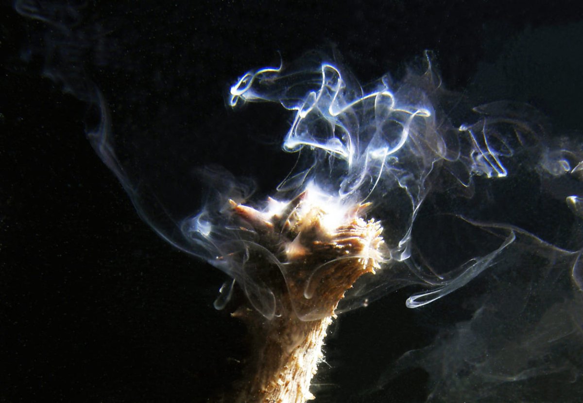 ZAŠTO SU MORSKI KUKUMARI TRAŽENI, SKUPI I ZABRANJENI ZA IZLOV