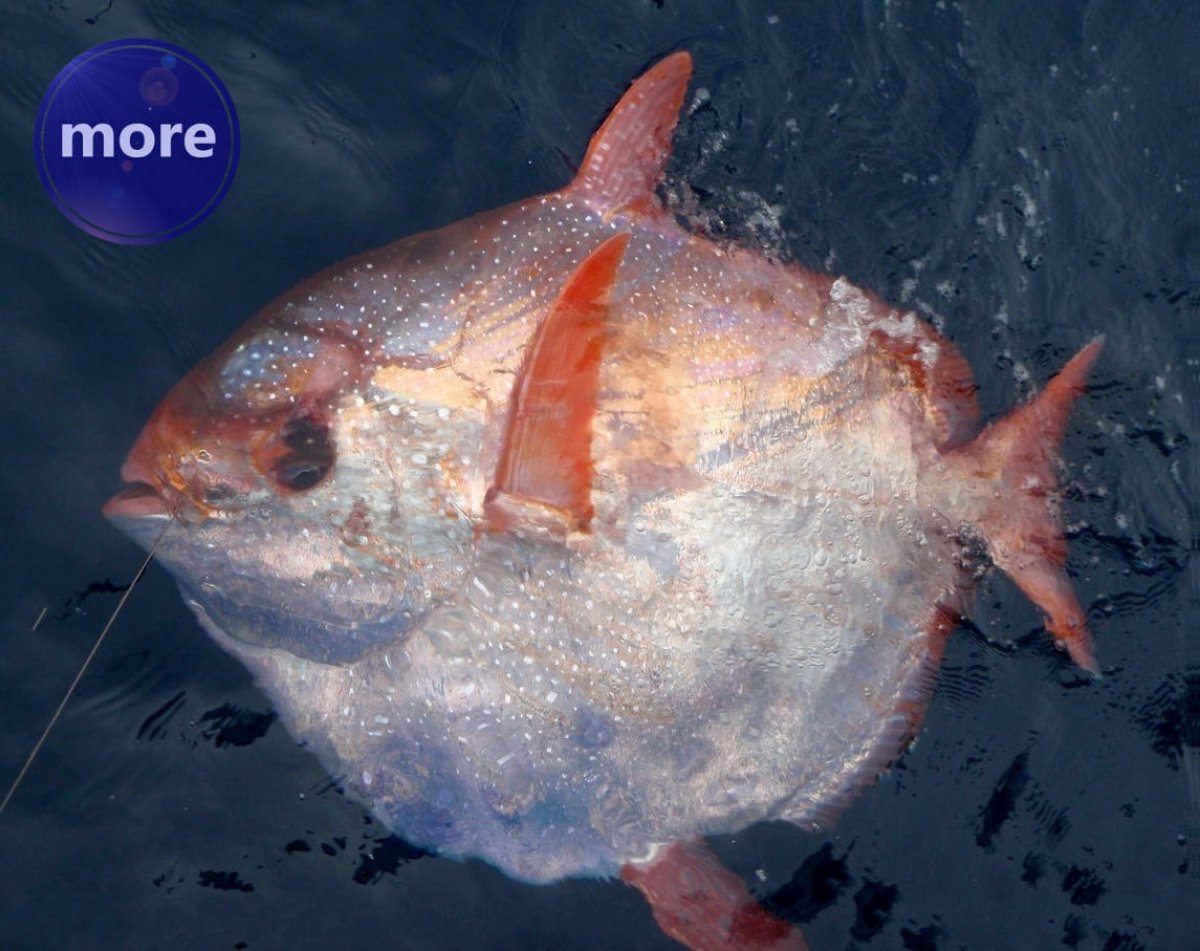 NEVJESTICA, JEDINA RIBA KOJA SAMA SEBI GRIJE CIJELO TIJELO