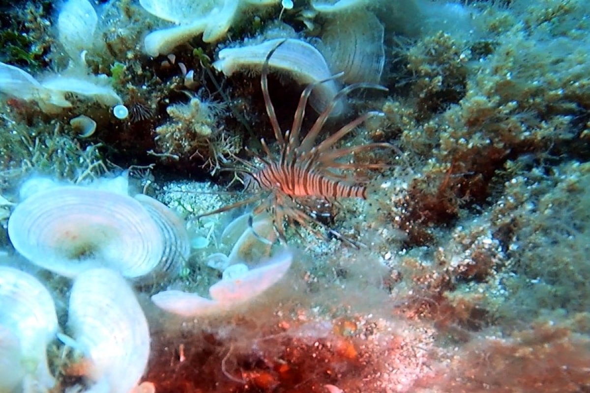 Video / VATRENJAČA STIGLA I U LASTOVSKO PODMORJE