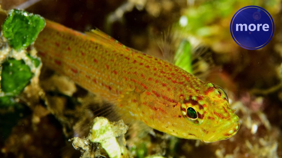 GLAVOČI NISU GURMANSKI CIJENJENI, ALI RIBOLOV NA NJIH MOŽE BITI ATRAKTIVAN I ZIMI U KAMENITIM PLIĆACIMA, TADA SE ODLIČNO LOVE