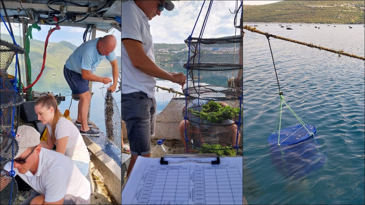 PILOT PROJEKT ZAJEDNIČKOG UZGOJA ŠKOLJKI I ALGI U MALOSTONSKOM ZALJEVU