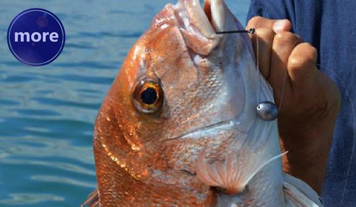 KAD STRUNE KROZ OLOVA KLIZE RIBA BOLJE GRIZE