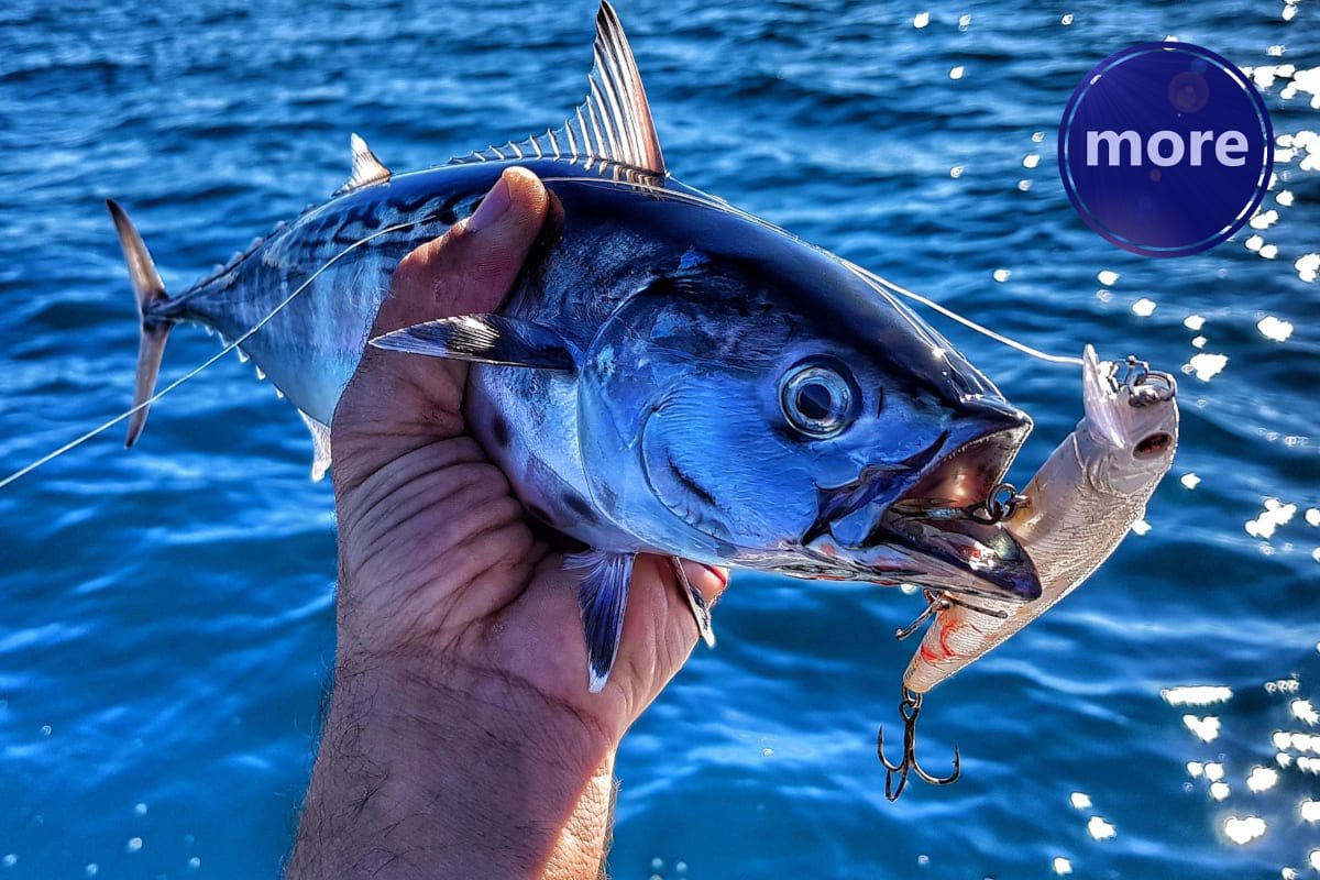 LUC SE POČEO HRANITI NA POVRŠINI PA GA JE SAD NAJBOLJE CILJANO LOVITI