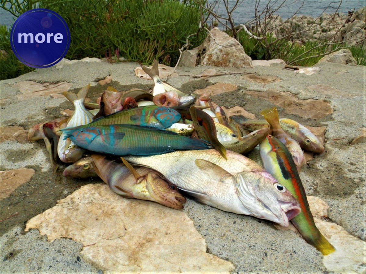 I ZIMI SE MOŽE ULOVITI BAREM ZA KREPKU JUHU