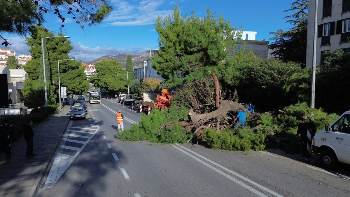 ZAŠTO JE DRVORED NA BULEVARU DOBIO PREDNOST NAD ODVODNJOM, EVO ŠTO KAŽE GRADONAČELNIK FRANKOVIĆ