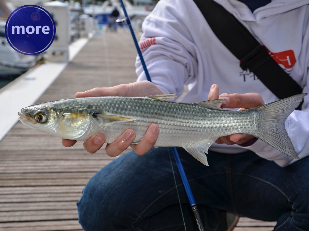 Sad je u lukama najviše cipola, evo kako ih loviti