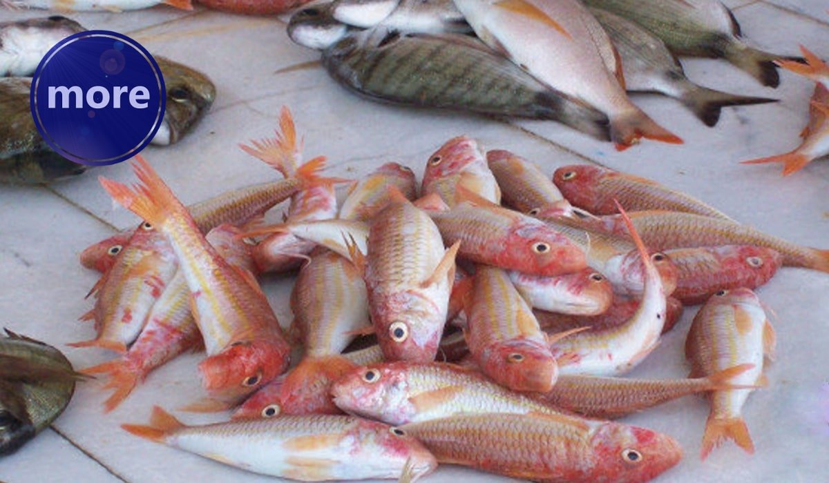 DO VRIJEDNE LOVINE „ORANJEM” PO PJESKOVITOM DNU