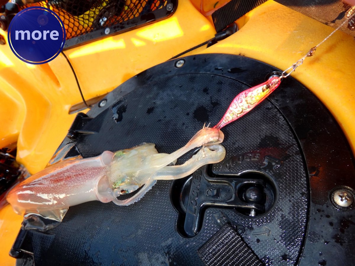 Olignje sada treba loviti „tataki“ varalicama i tehnikom