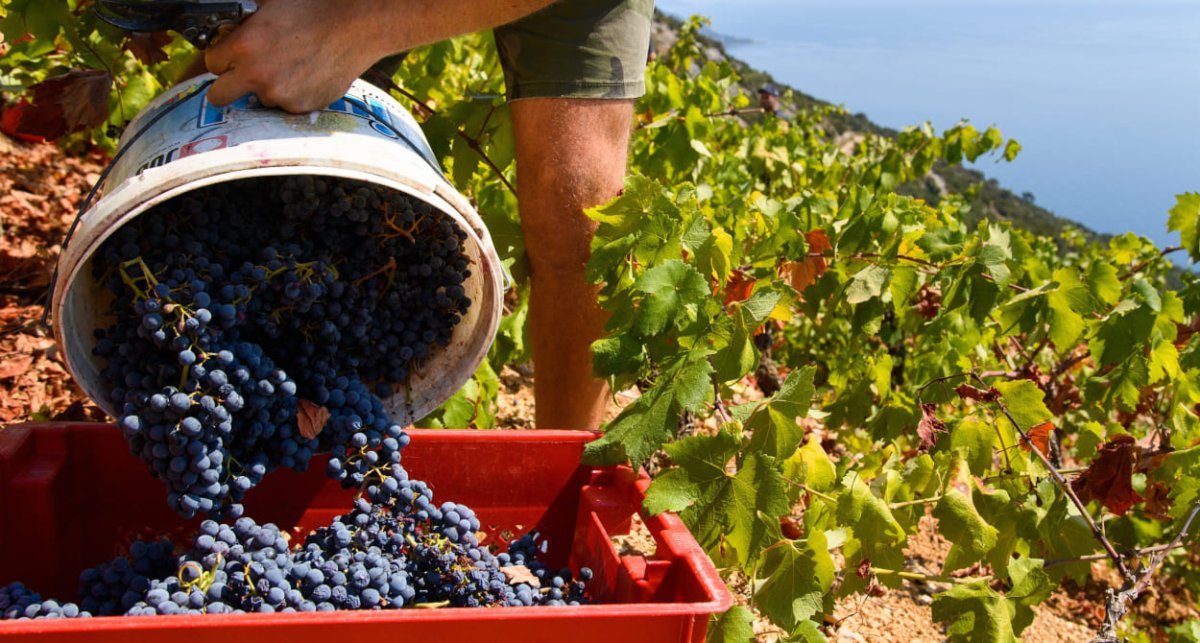 JE LI ŽUPAN DOBROSLAVIĆ SPREMAN RAZGOVARATI S PELJEŠKIM VINOGRADARIMA