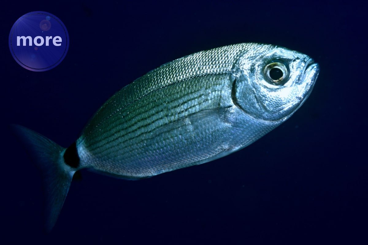 PO MJESEČINI KRENITE NA UKJATE