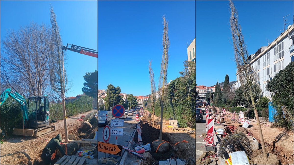 Foto / STIGLI SU PRVI BRIJESTOVI NA BULEVAR