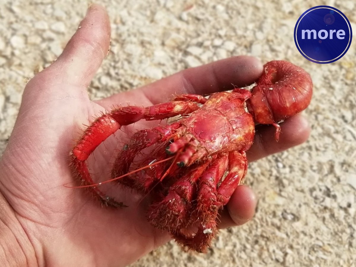 RAK SAMAC JE UNIVERZALNI MAMAC ZA RIBOLOV NA DNU