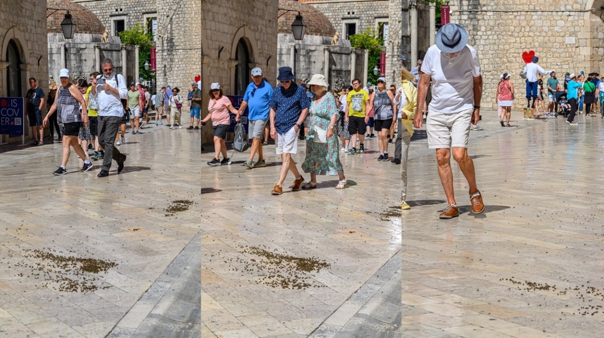 Foto / ROJ PČELA OKO MALE BRAĆE POSTAO JE REDOVNA POJAVA