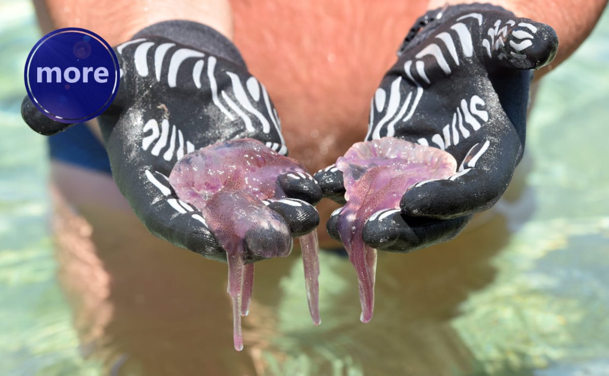 MEDUZE, BUDUĆE VLADARICE MORA? (II. dio)