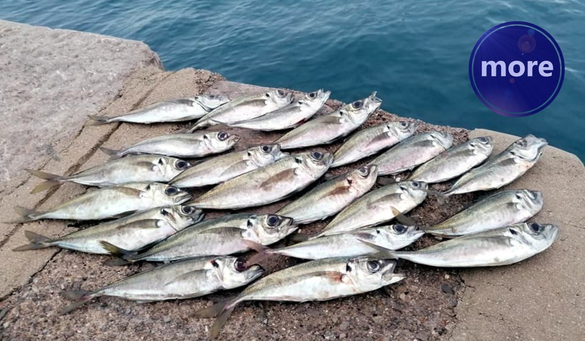 ŠIRUNI SU SE PRIBLIŽILI OBALI, A I MANJE ISKUSNI RIBOLOVCI USPJEŠNO IH MOGU LOVITI S KRAJA