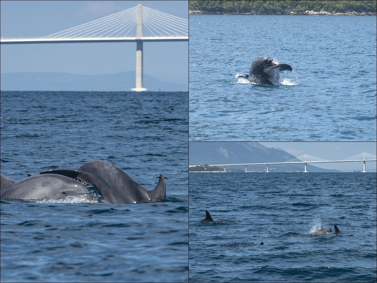 FOTO / Razigrani dupini u Malostonskom zaljevu