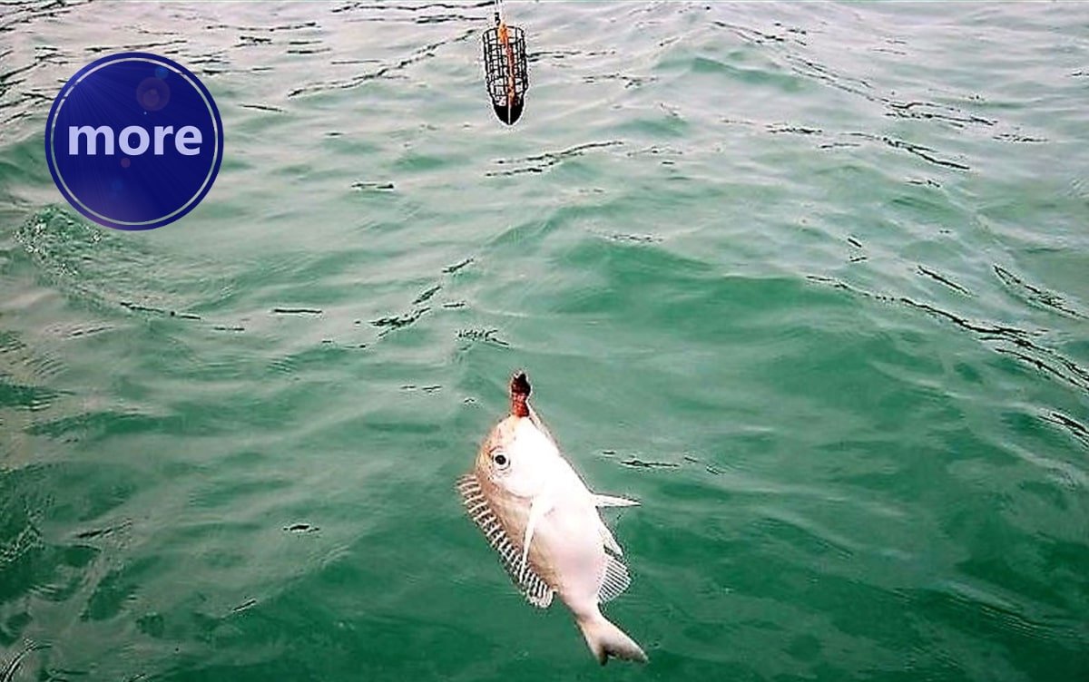 RIBOLOV UZ OBALU IZ BRODICE POMOĆU BRUMALICE