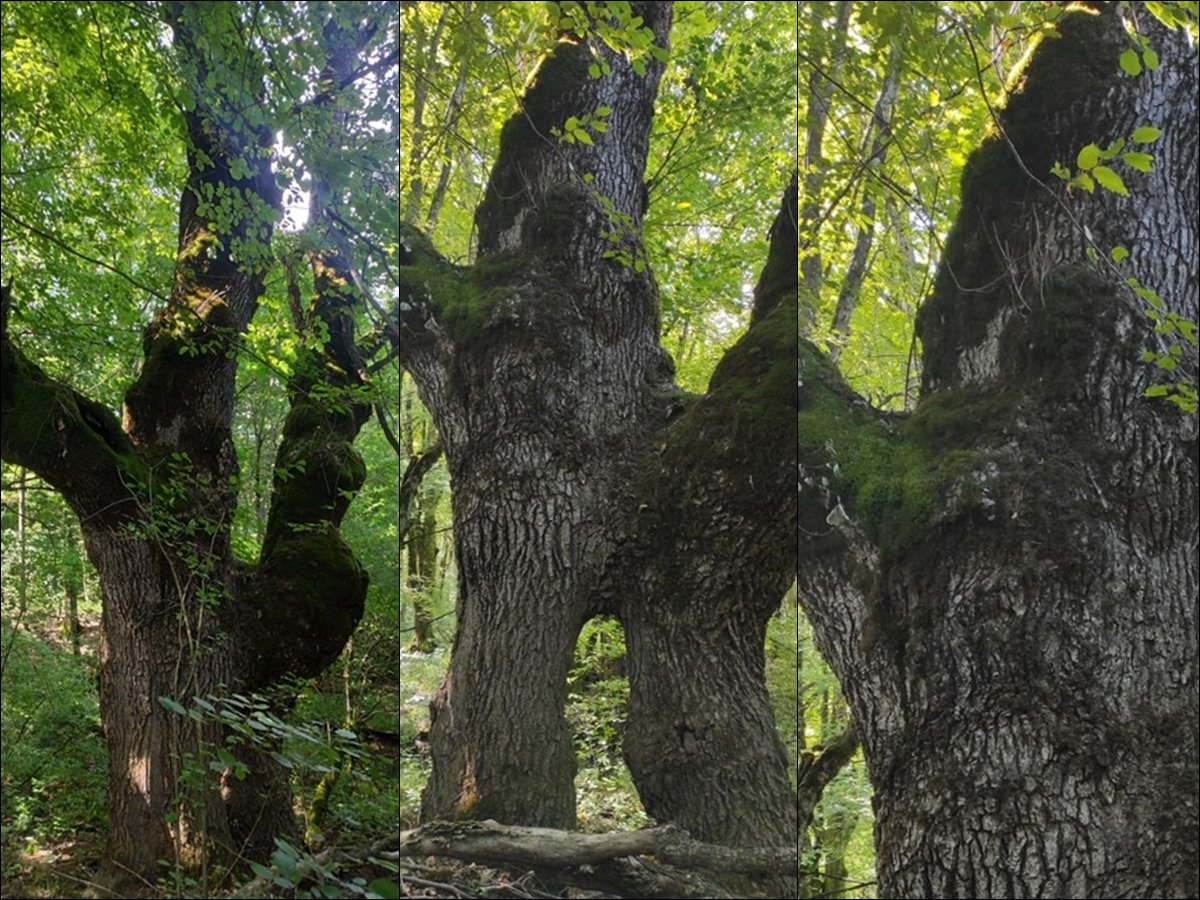 Poznato je hrvatsko „Stablo godine”, a evo kako je prošla naranača iz Kupara