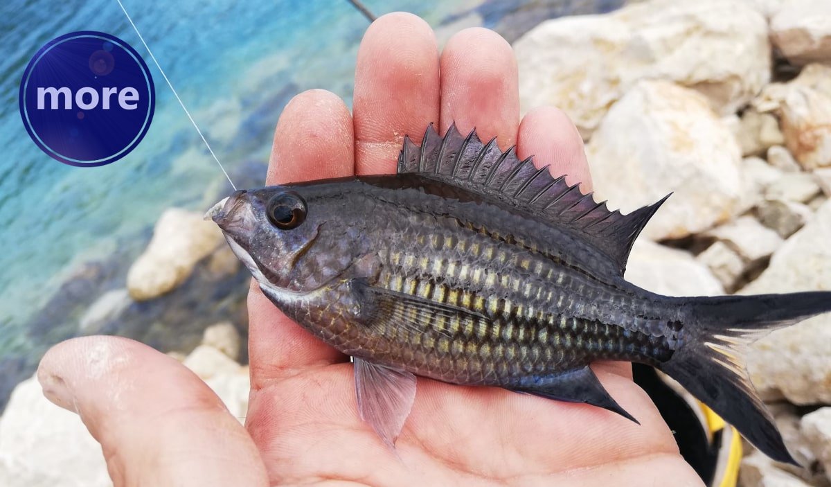 CRNEJ JE ODLIČNA JEŠKA ZA LOV NAJCJENJENIJIH RIBA