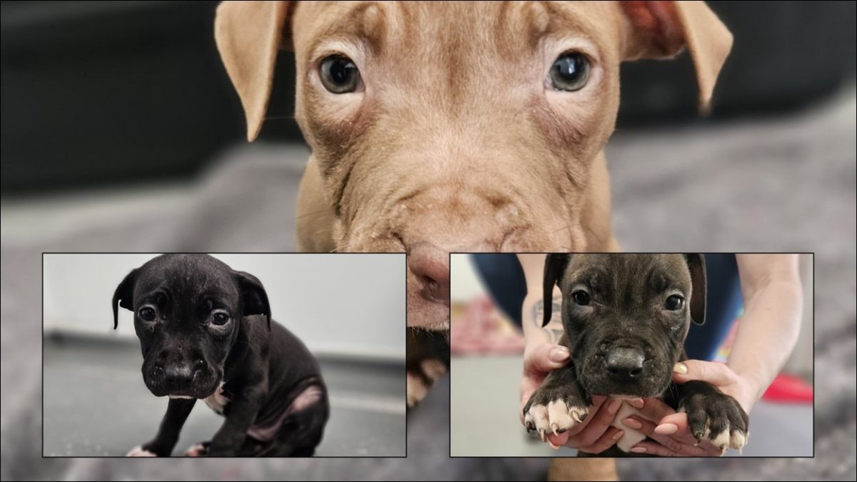 PSI IZ „HORROR PRIČE” STIGLI U DUBROVAČKI AZIL