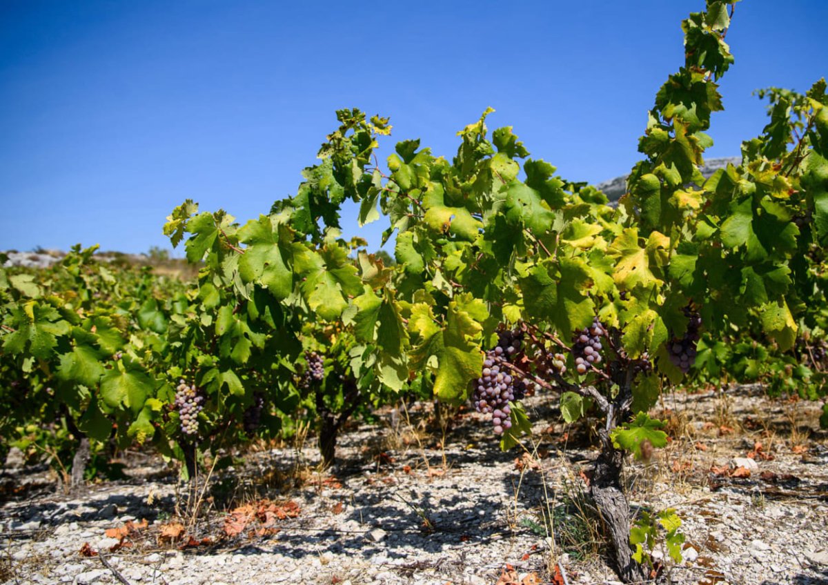 CESTA PREKO PELJEŠKIH VINOGRADA?! NADE DA NEĆE BITI TAKO IPAK IMA