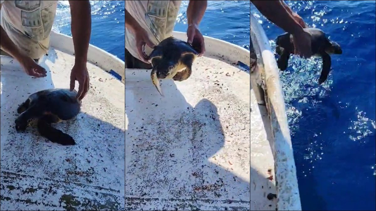 VIDEO / STROGO ZAŠTIĆENA VRSTA: U MREŽU LASTOVSKOG RIBARA UPLELA SE GLAVATA ŽELVA, USPIO JE SPASITI