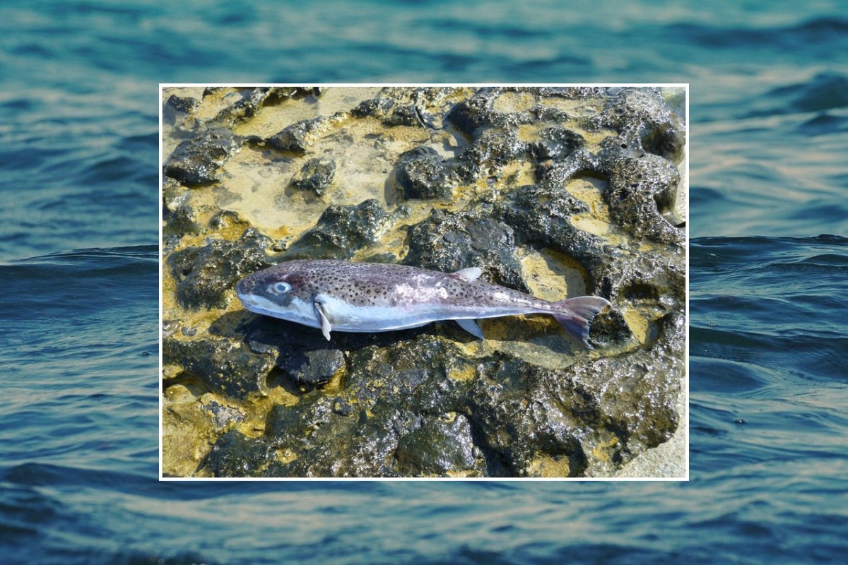 U JADRAN JE DOŠLA JOŠ JEDNA OTROVNA RIBA